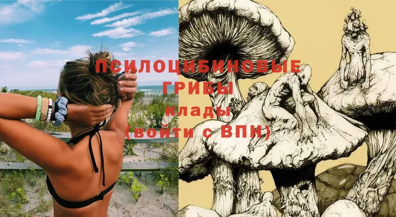 omg   Болохово  Псилоцибиновые грибы Psilocybe 